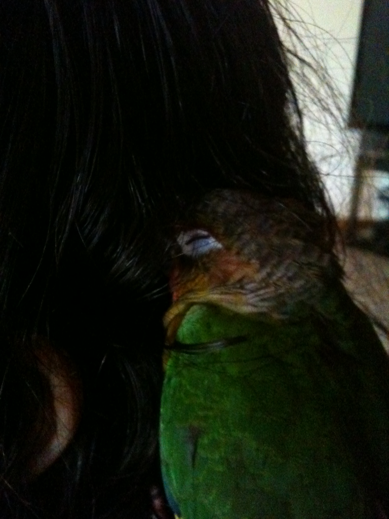 fat-birds:  pepitatime:  Pepita loves Ashley’s hair most of all  SNUGGLES  @AdorableBipolar
