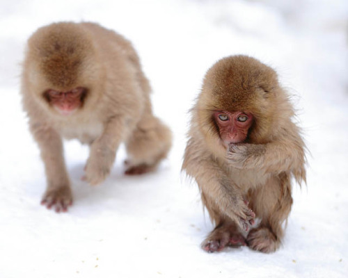 Snow Monkeys at the Jigokudani Monkey Park The Snow Monkeys live in a sanctuary at the Jigokudani Mo