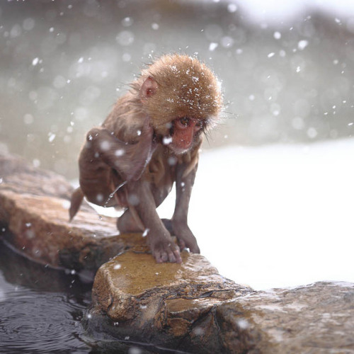 Snow Monkeys at the Jigokudani Monkey Park The Snow Monkeys live in a sanctuary at the Jigokudani Mo