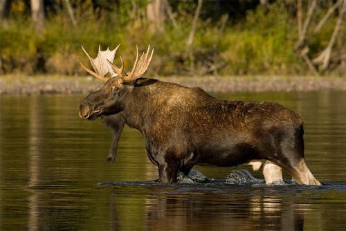 funkysafari:  Bull Moose by Stephen Oachs