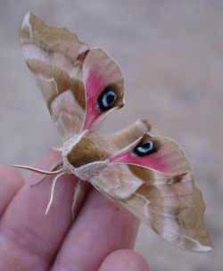 escolma:  Smerinthus cerisyi of Sphingidae.