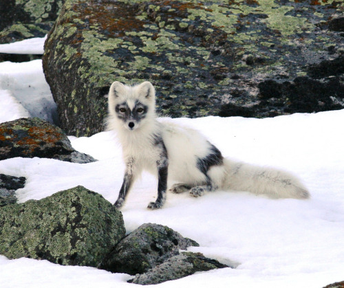 ghostcafe:Alopex lagopus,AK, St. Lawrence Island, Gambell,30 May 2008