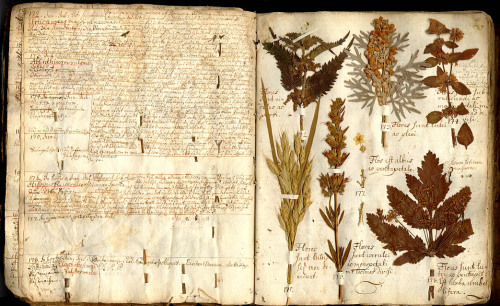 wallacegardens:Pressed Flowers. The oldest, dated collection of plants at the Swedish Museum of Natu
