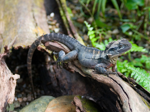 The Eastern Water Dragon (Physignathus lesueurii lesueurii), which is a subspecies of Australian Waterdragon. An arboreal agamid species native to Eastern Australia, Eastern Water Dragons grow to around 80-90cm (up to 3ft) in length including their...