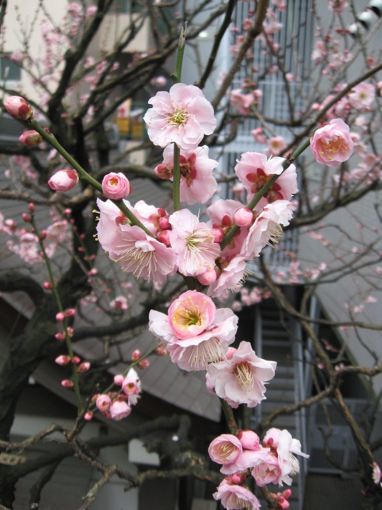 ☯菊花茶☯