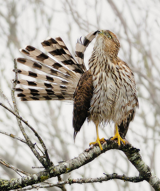 rhamphotheca:
“ fairy-wren: cooper’s hawk (photo by wes aslin)
”