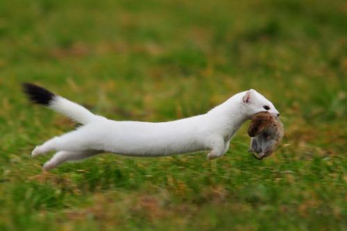 magicalnaturetour:  Successful hunter by Patrick Hoffman :)  It’s like if Superman were an ermine and killed things
