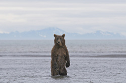 The Sierra Club sent me some bear postcards