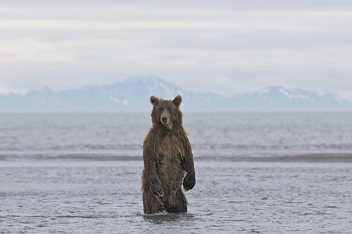 The Sierra Club sent me some bear postcards today.  So cute.