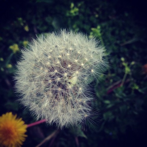 Sex #flower#dandelion #photography #instagram pictures