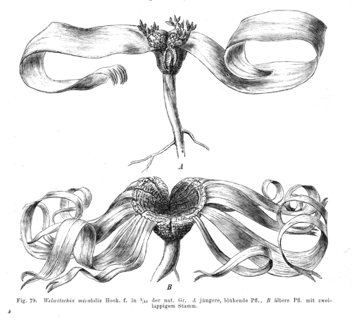 inhumanoid:Welwitschia mirabilis One of the rarest and strangest plants in the world, Welwitschia 