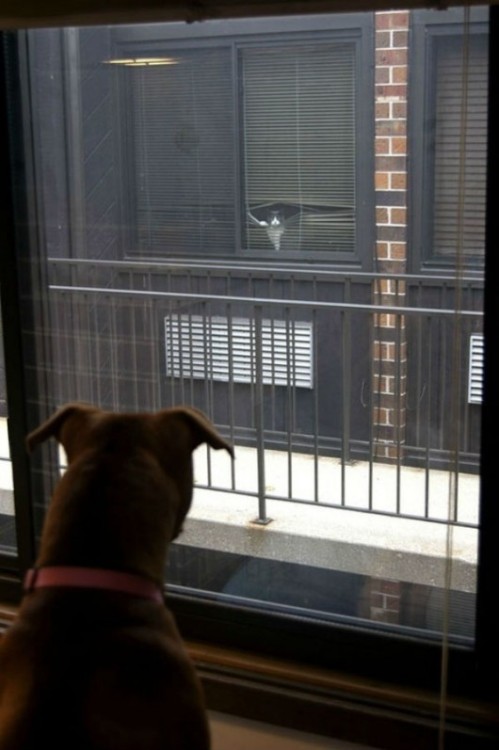 machoturbo:- the neighbor cat is taunting our old rottweiler