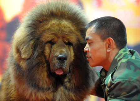 raspectre:Oh god. I have never seen something so glorious. The ginger Tibetan Mastiff will be mine.