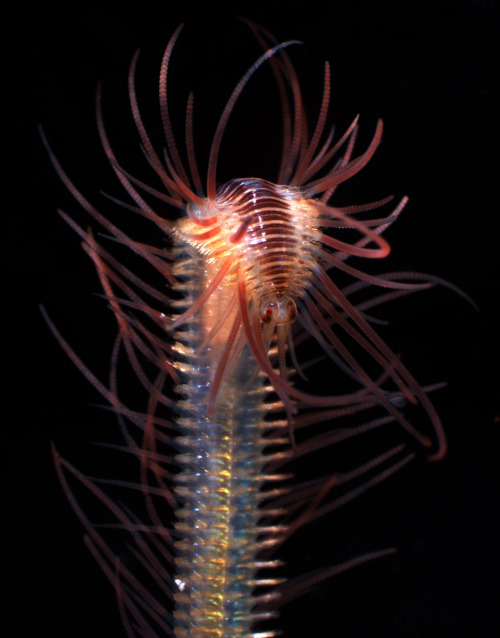 polychaete