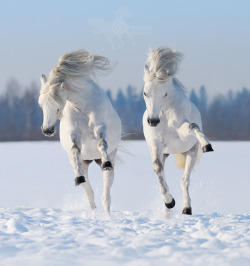 Magicalnaturetour:  January And February By Tristana :) 