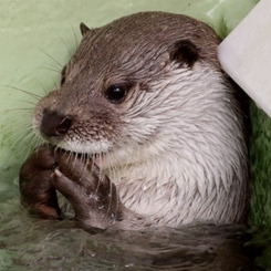 redscharlach:  Otters Who Look Like Benedict Cumberbatch: A Visual Examination. 