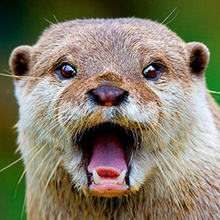 lycanthropeful:  gunslingerannie:  greenmachine019:  redscharlach:  Otters Who Look Like Benedict Cumberbatch: A Visual Examination.All otters are from The Daily Otter, for all your ottery Tumblr needs!  dying  I can imagine a hundred Sherlocks. EDIT: