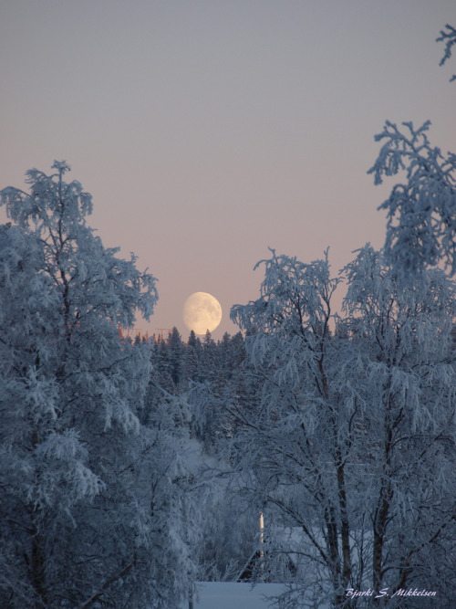 treeporn: soulofsweden: Arctic Sweden