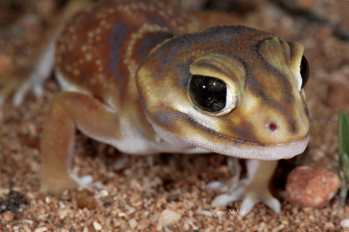 The Smooth Knob-tailed Gecko (Nephrurus levis) is ground dwelling desert gecko found in Western Australia. It is well adapted to life in a desert, and obtains all the water it needs from the insects it eats.
These small geckos, growing to between...