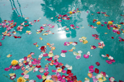 terrysdiary:  Rose petals in a pool. 