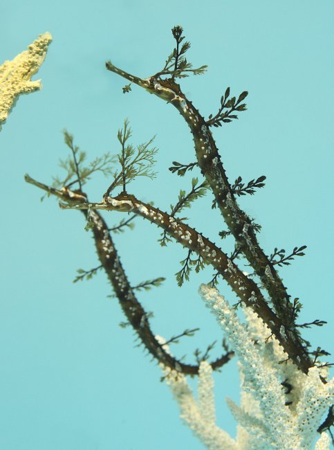 Our aquarists may be working hard to finish our new jellies exhibit, but our other special exhibition, “Secret Lives of Seahorses,” still gets plenty of attention! We recently added three new ribbon pipehorses, born in November 2011 at the Dallas...