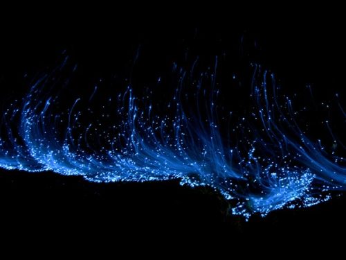 abluegirl:  Blue waves produced by bioluminescent phytoplankton: Vaadhoo Island in the Maldives, Florida Everglades, and Lakshadweep Islands off India. 