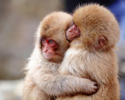 magicalnaturetour:  Love x Love part.2 [baby monkeys] (by Kiyo Photography) :)