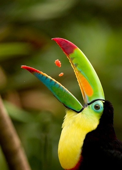 fairy-wren:  keel-billed toucan (photo by visuals unlimited)  @AdorableBipolar