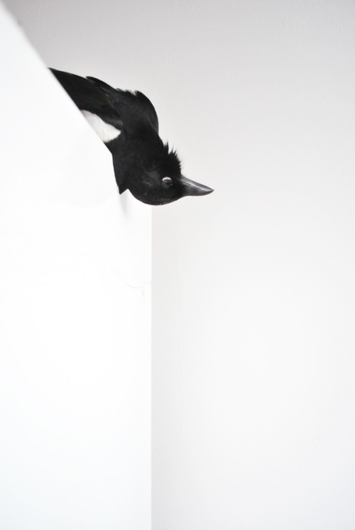 BirdsNicola Bellomo