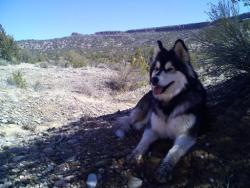 My buddy aka The Malamute of Destruction