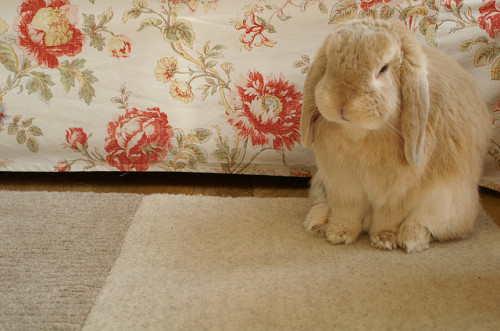 hislolita:Fuzzy Bunny. by Bubble of Interest on Flickr.
