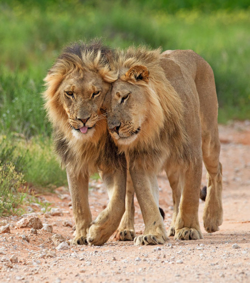 invisiblechickens:  xcupidxstuntx:  ballvvasher:  boxlunches:  top-tier-motherfucker:  thesilentsleeper:  Yeah that’s right I’m reblogging Gay lions  Hey bro. Over 560 species of mammals alone are proven to have rampant gay sex outside of mating season