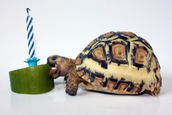 Petsatbirthdays:  Happy Birthday, Morris!  Morris Is An Excellent Name For A Tortoise.