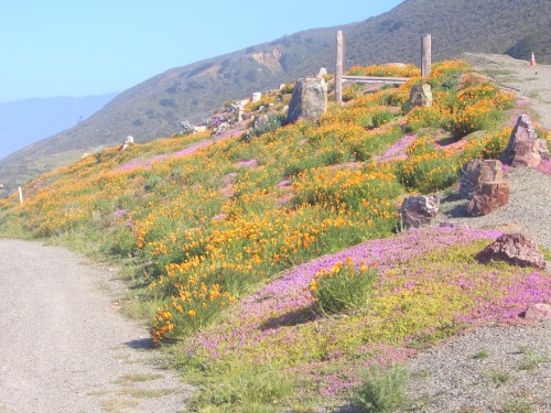 flora-file: California Poppies (Eschscholzia californica) and friends, on the side of Highway 1, Big