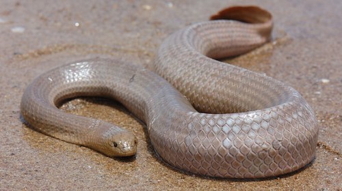 explosionsoflife: Olive Sea Snake (Aipysurus laevis)
“ Length: 1m - 2.2m
Location: Eastern Indian and western Pacific from western Australia to New Caledonia
”