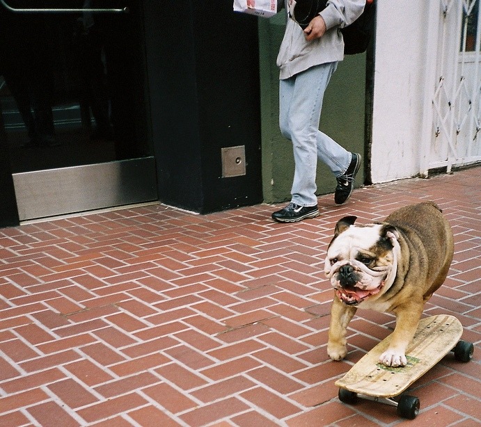 English Bulldog Love