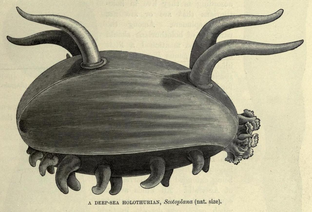 Scotoplana sp. - Scotoplane or Sea Pig
The Holothurian (sea cucumber) genus Scotoplanes includes the “Sea Pigs” - deep-sea dwellers that live on the abyssal planes of oceans worldwide, including in the Antarctic. Anywhere over 1000 meters probably...