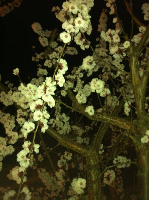 Blossoms at night. Elmhurst.