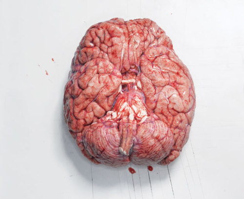 emilymclennon: yxxck: florderst: shawnali: The first time I held a human brain in Anatomy Lab I 