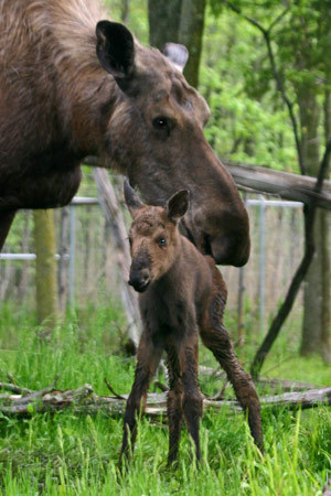 swedeen:  welcome baby moose! 