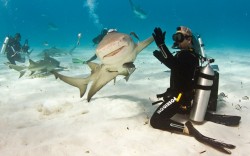  A shark gives a diver a high-five. Eli Martinez was interacting with the lemon shark in the balmy waters off the coast of The Bahamas. Eli, who works as the editor of Shark Diving magazine, said: “This particular shark I had encountered before. She