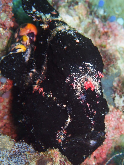 mad-as-a-marine-biologist:
“ Giant Frogfish (Antennarius commersoni) by Samantha Craven
The unusual appearance of the frogfish is designed to conceal it from predators and sometimes to mimic a potential meal to its prey. For the scaleless and...