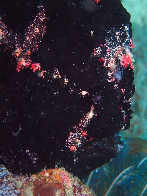 mad-as-a-marine-biologist:
“ Giant Frogfish (Antennarius commersoni) by Samantha Craven
The unusual appearance of the frogfish is designed to conceal it from predators and sometimes to mimic a potential meal to its prey. For the scaleless and...