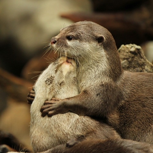 dailyotter:  Shhh… I Is Here for You Via Beginners’ Blog Otter  me and paul