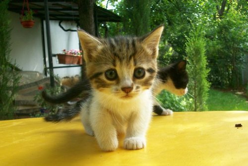 kittiesntitties.tumblr.com/post/19807376997/