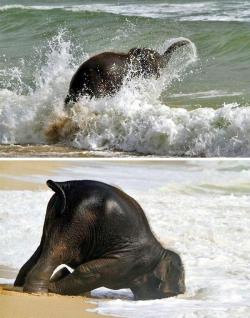 anditslove:  Baby elephant enjoys the beach.