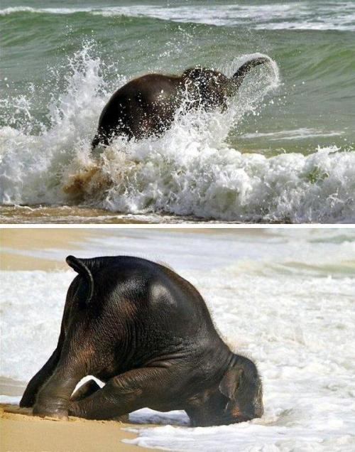 anditslove:  Baby elephant enjoys the beach. adult photos