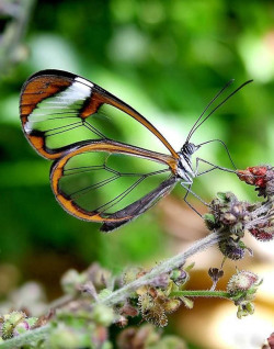toxcatl:  staceythinx:  Thanks to a great gallery by Twisted Sifter, I now know that the aptly named Glasswinged butterfly exists.   uwaaah. *u* 