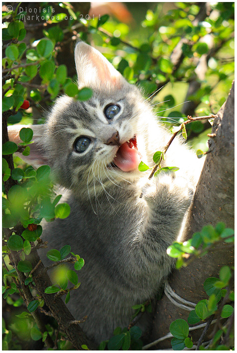 AnimalSmiles