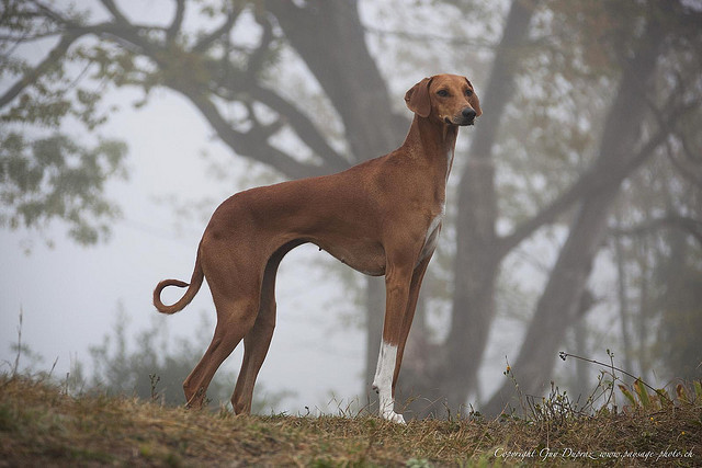 kingcheddarxvii:  Who designed this dog 